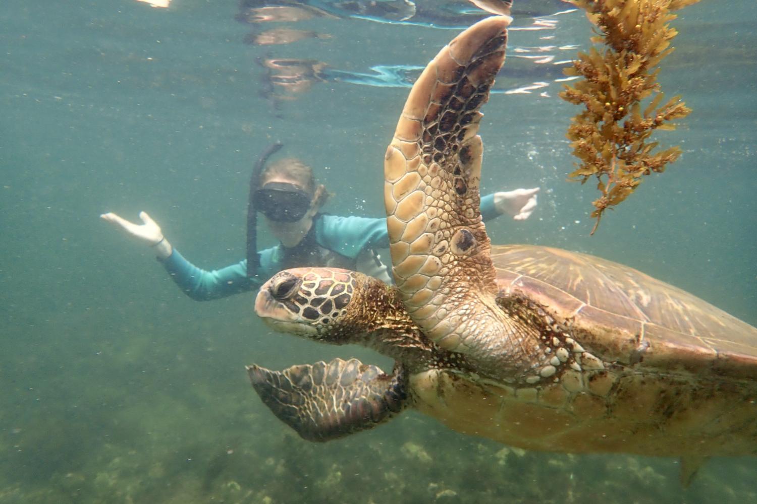 一名<a href='http://7xv.hbwendu.org'>博彩网址大全</a>学生在Galápagos群岛游学途中与一只巨龟游泳.
